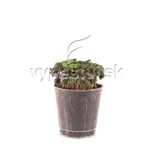 Červená bazalka semená na mikrozeleninu Dark Opal 10g